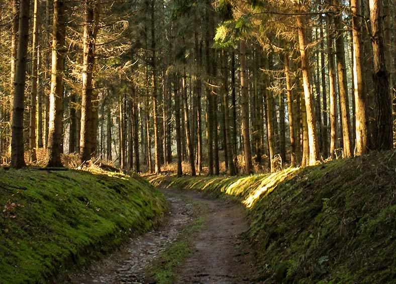 Forest Management